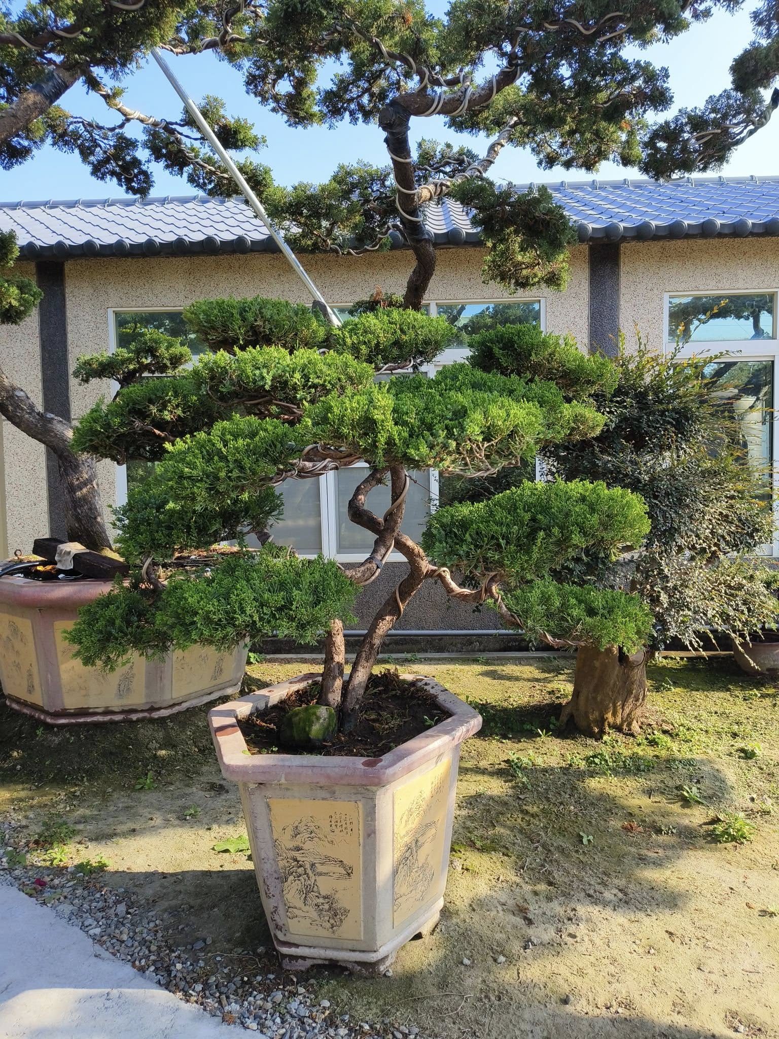 c*w様 【注目盆栽オークション★】盆栽 真柏 樹高鉢底より33cm レ*シ様 [サービスオークション盆栽]真柏/フォロワー550人超え感謝商品❗️